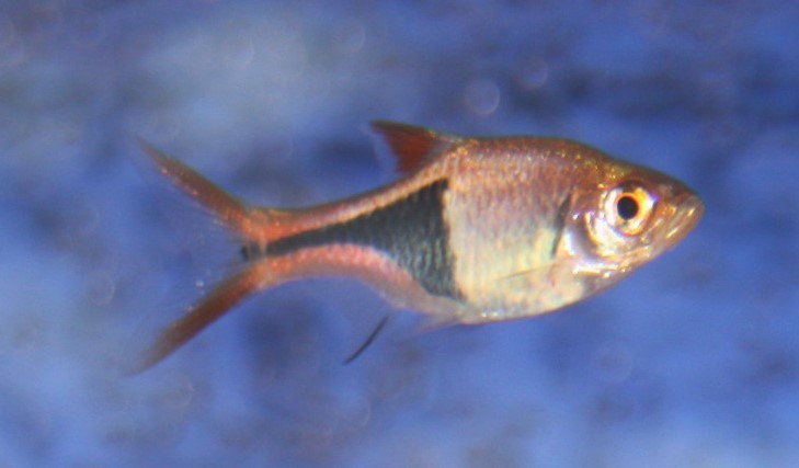 Keilfleckbärbling (Trigonostigma heteromorpha)
