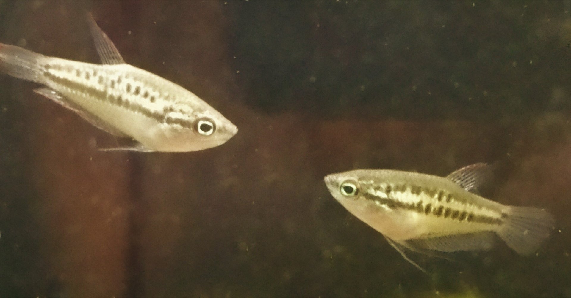 Knurrender Zwerg-Gurami (Trichopsis pumila) Knurrender Zwerg-Gurami (Trichopsis pumila)