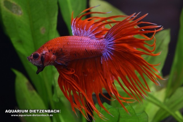 Siamesischer Kampffisch Crown Tail (Betta splendens Crown) Siamesischer Kampffisch Crown Tail (Betta splendens Crown)