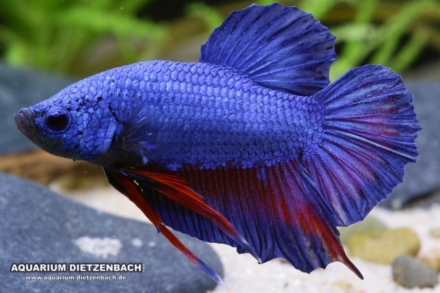 Siamesischer Kampffisch (Betta splendens) Siamesischer Kampffisch (Betta splendens)