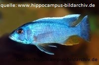 Ahls Maulbrüter (Sciaenochromis ahli) Ahls Maulbrüter (Sciaenochromis ahli)