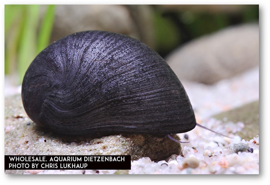 Anthrazit-Napfschnecke - Neritina pulligera (Algenfresser) Anthrazit-Napfschnecke - Neritina pulligera (Algenfresser)