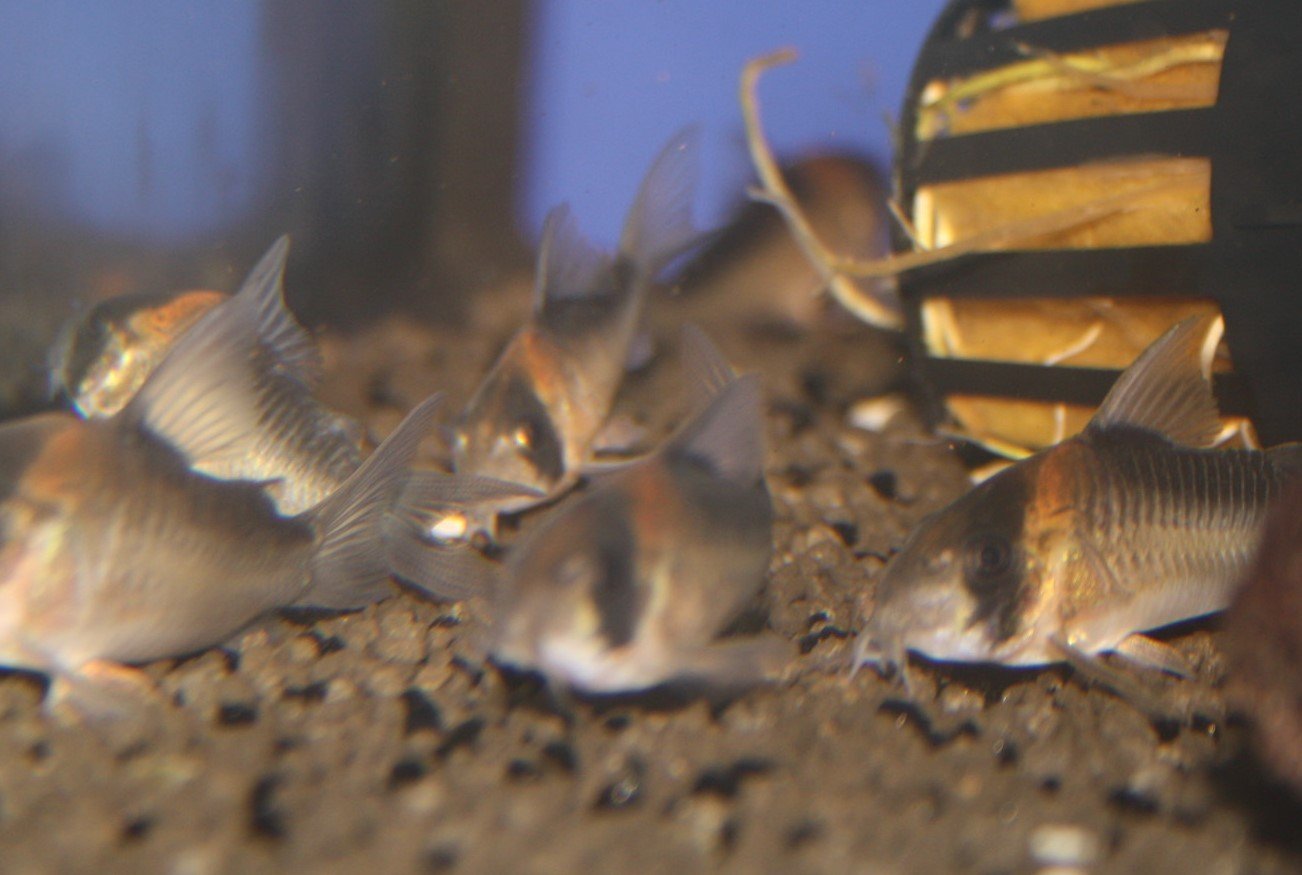 Duplikat-Panzerwels (Corydoras duplicareus) Duplikat-Panzerwels (Corydoras duplicareus)