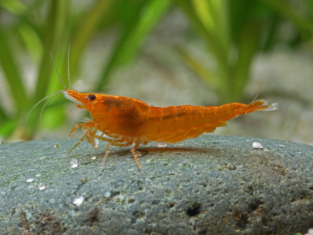 Orange Fire Garnele Orange Fire Garnele