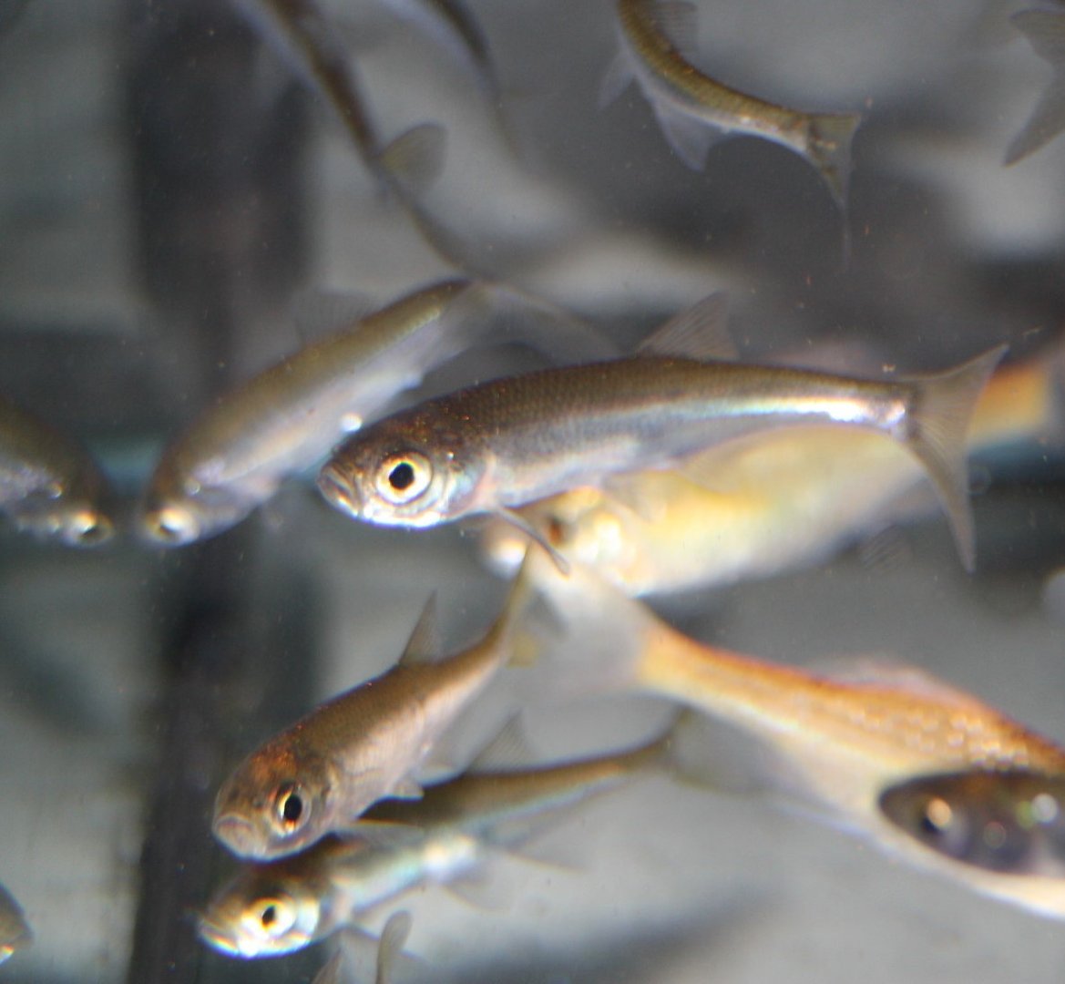 Moderlieschen(Leucaspius delineatus) Moderlieschen(Leucaspius delineatus)