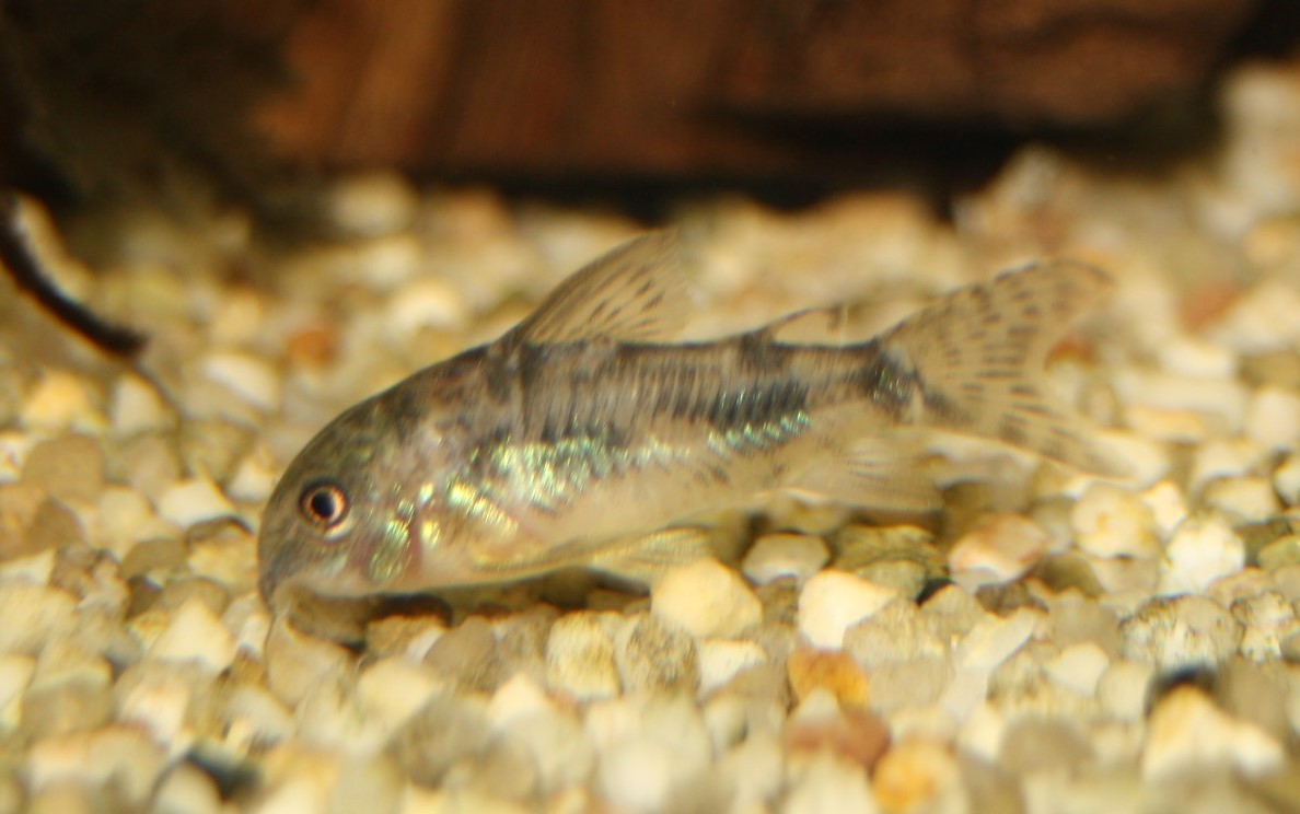 Marmor-Panzerwels (Corydoras paleatus) Marmor-Panzerwels (Corydoras paleatus)