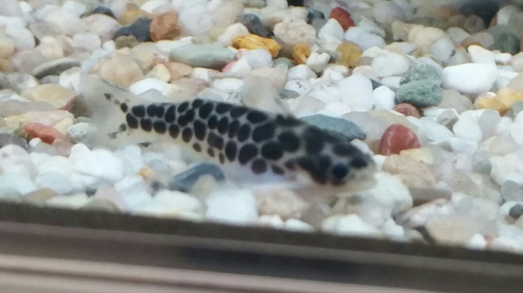 Netz Trugdornwels ( Centromochlus perugiae) Netz Trugdornwels ( Centromochlus perugiae)