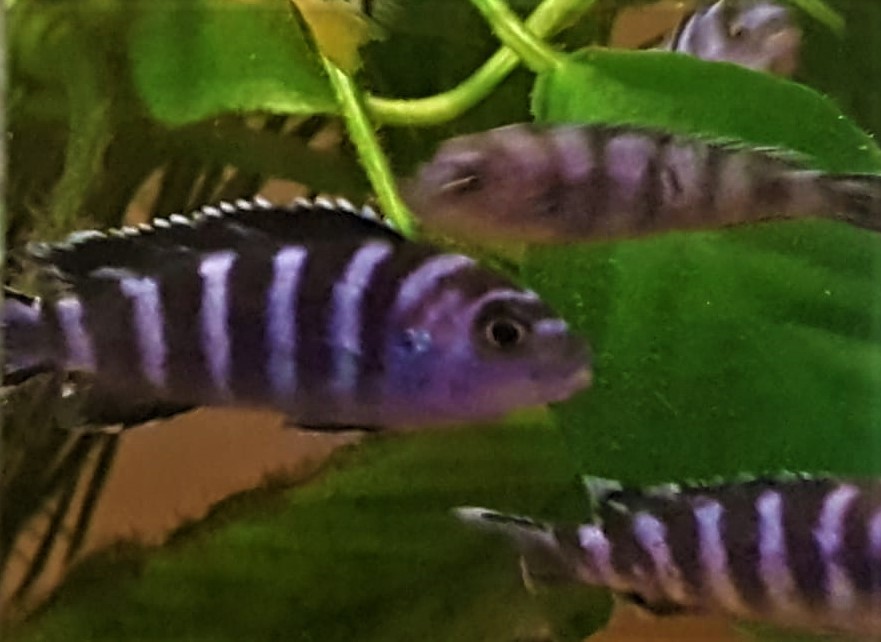 Pseudotropheus demasoni (Pseudotropheus demasoni) Pseudotropheus demasoni (Pseudotropheus demasoni)