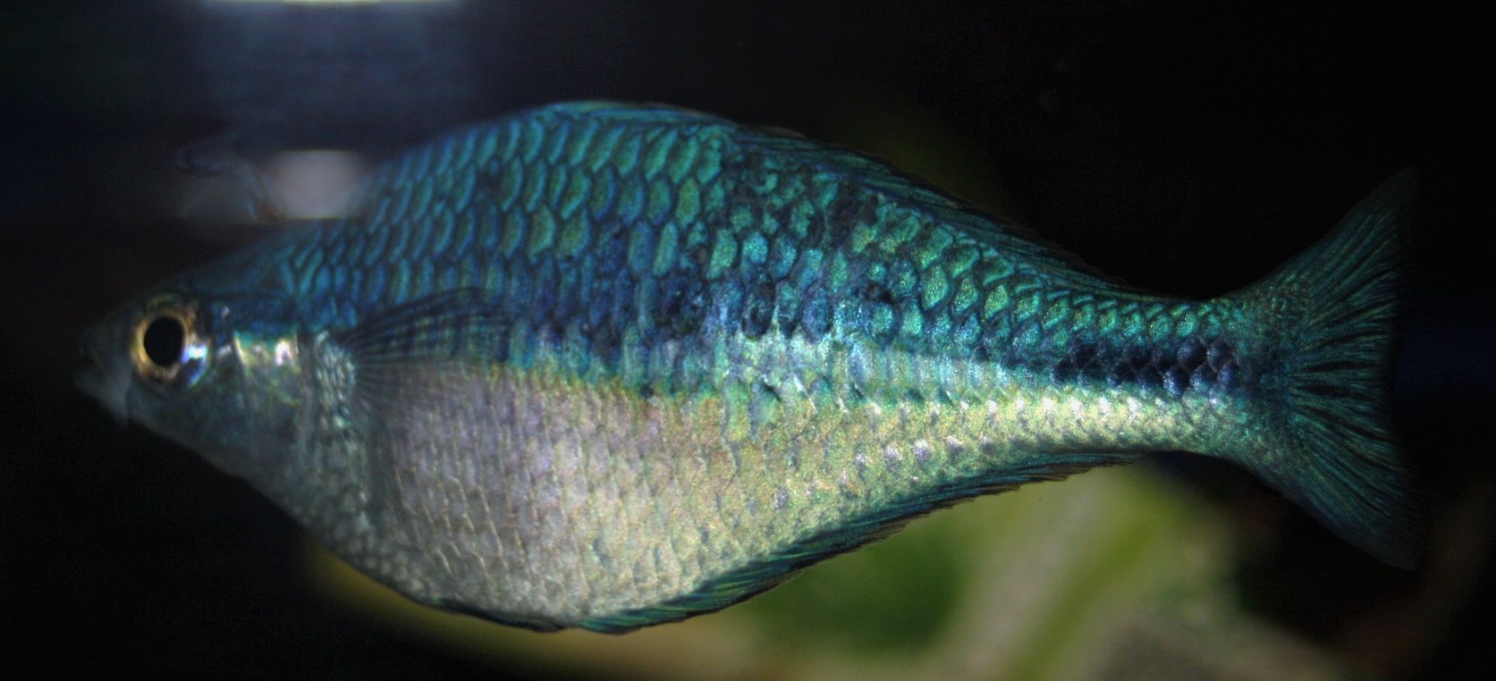 Türkis-Regenbogenfisch (Melanotaenia lacustris) Türkis-Regenbogenfisch (Melanotaenia lacustris)