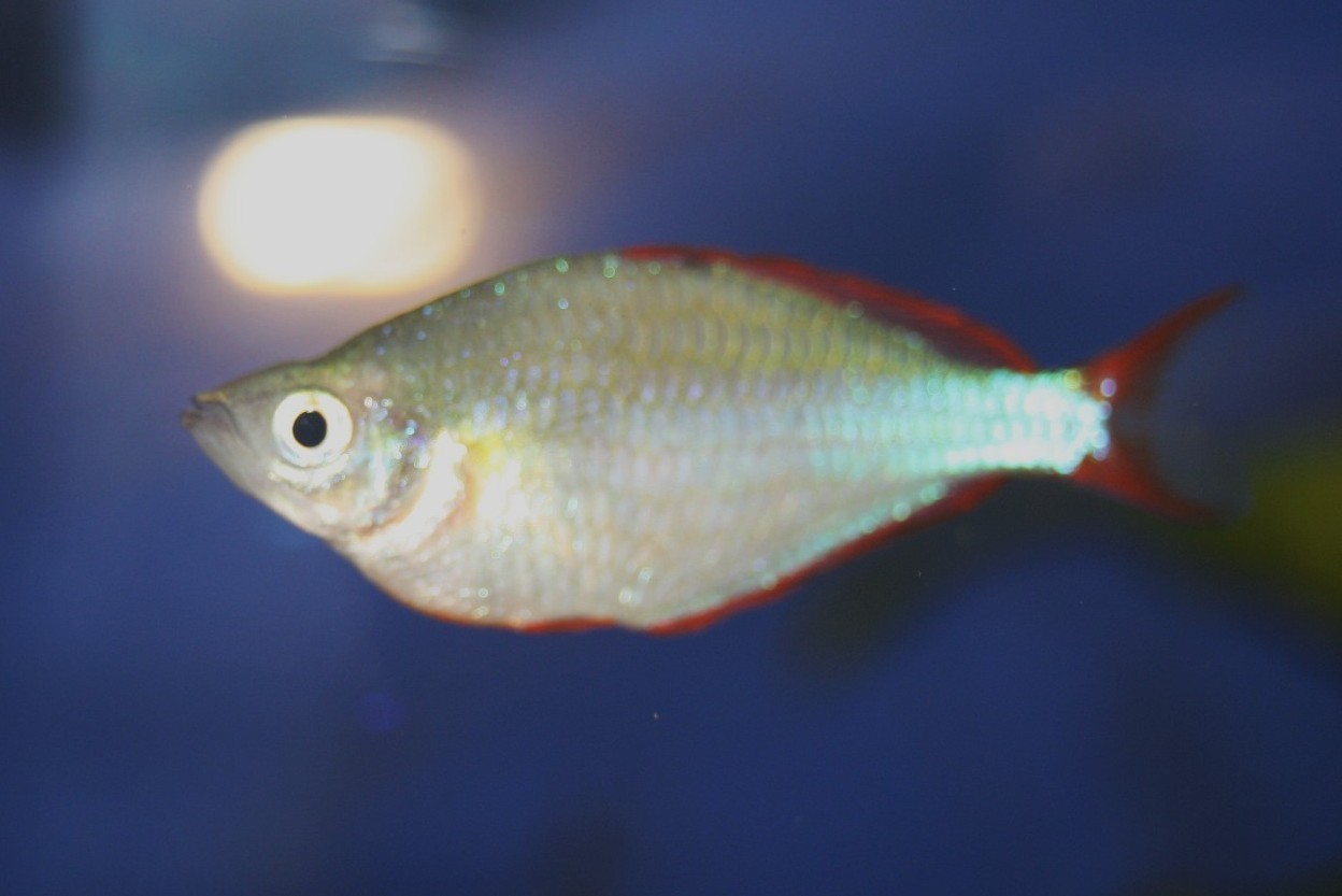 Neon-Regenbogenfisch (Melanotaenia praecox)