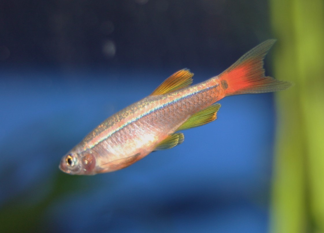 Kardinal-Fisch (anichthys albonubes 'linni LONGFIN')