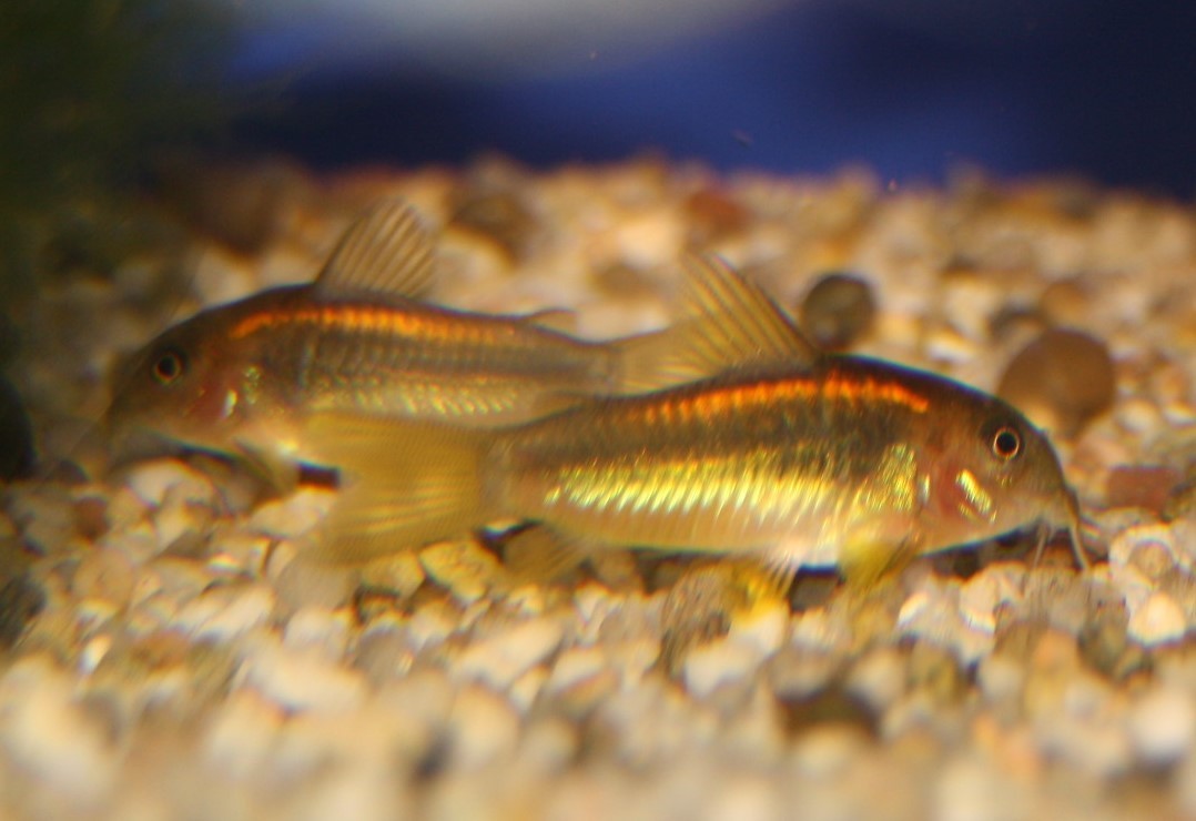 Goldstreifen Panzerwels(Corydoras aeneus spec. "gold stripe") Goldstreifen Panzerwels(Corydoras aeneus spec. "gold stripe")