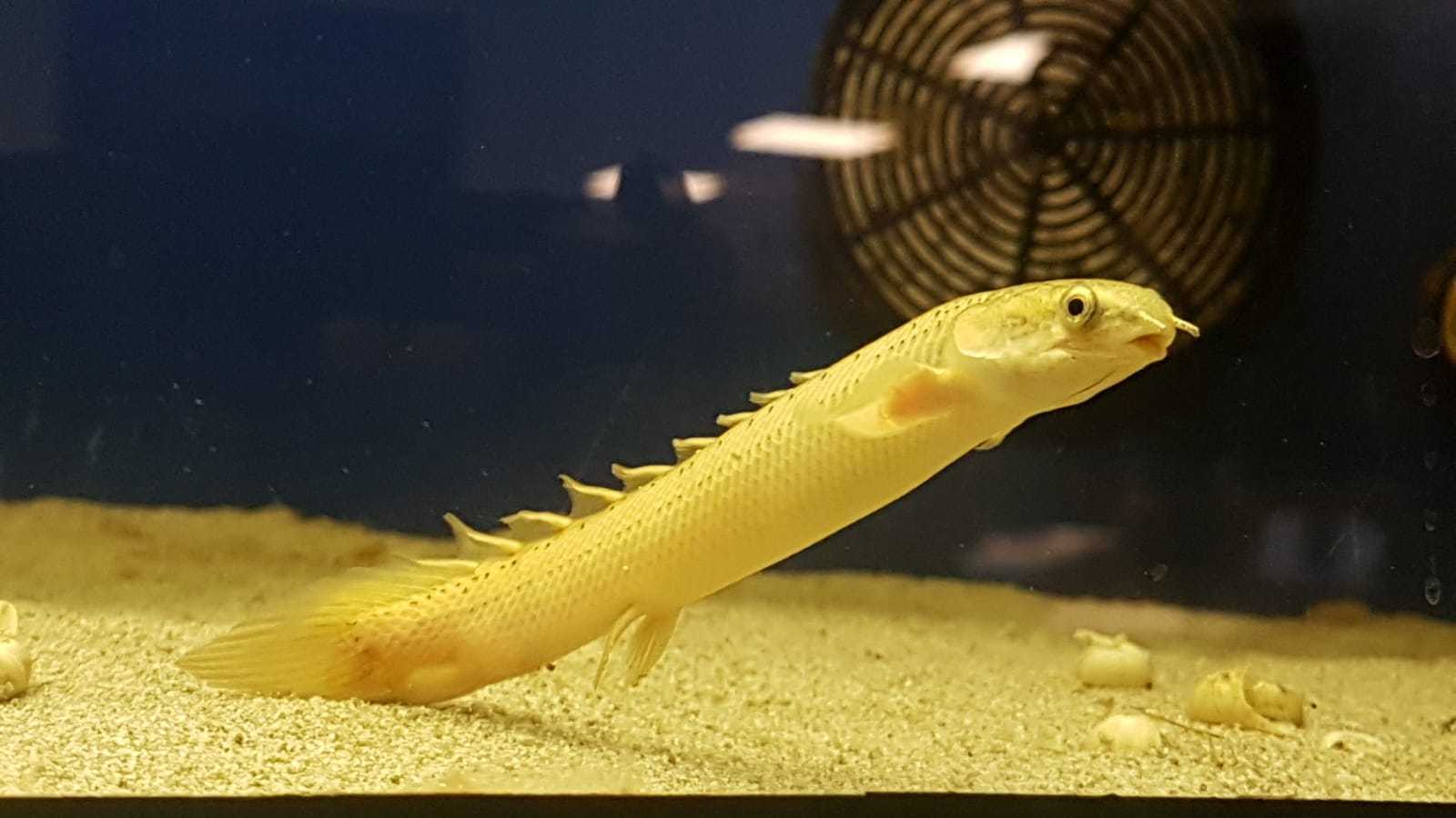 Senegal-Flösselhecht (Polypterus senegalensis) 12-15cm Senegal-Flösselhecht (Polypterus senegalensis) 12-15cm