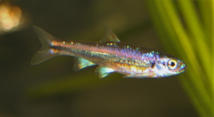Regenbogen-Elritze (Notropis chrosomus) Regenbogen-Elritze (Notropis chrosomus)