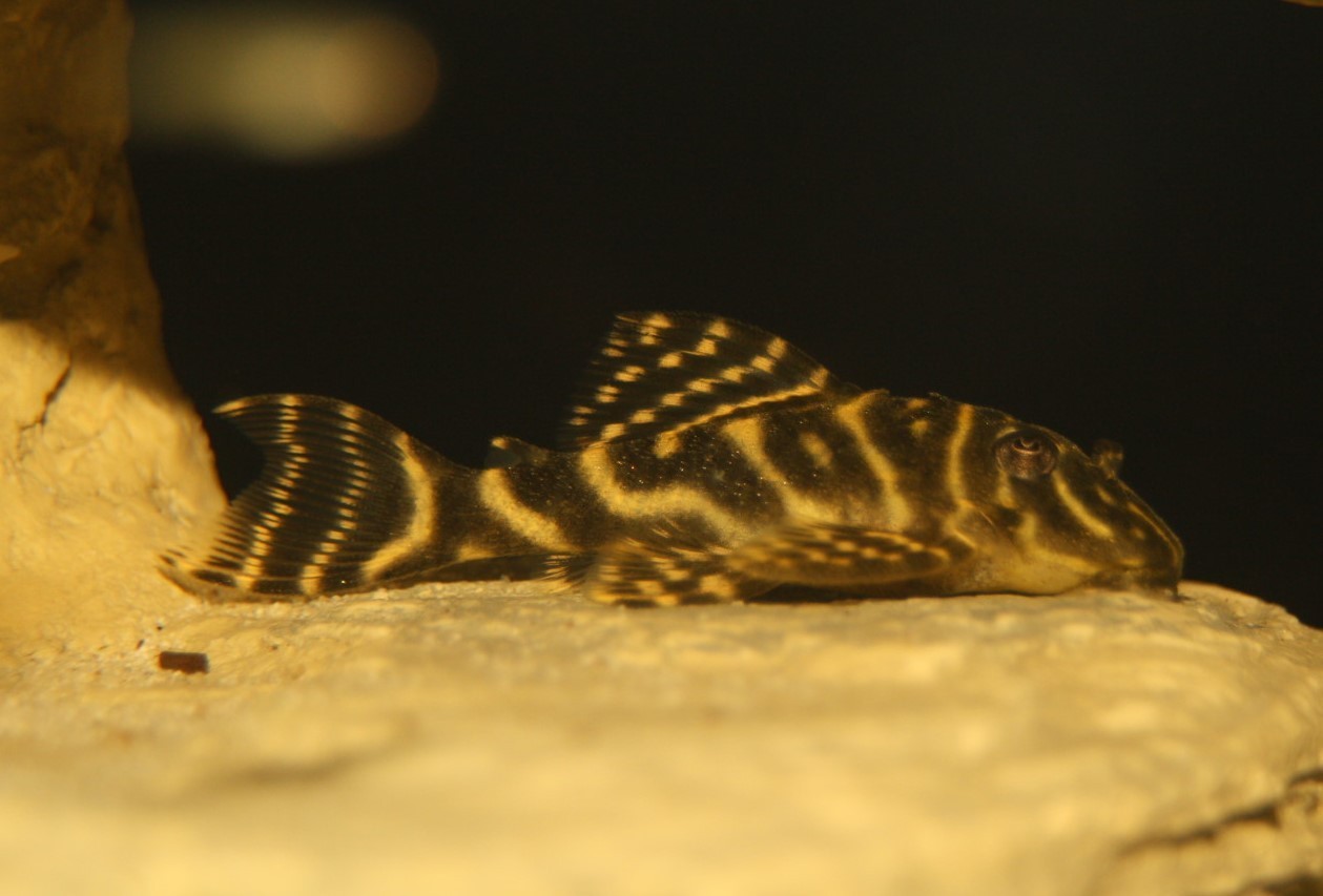 Kolumbianischer Zebrawels (L 129 Hypancistrus debilittera) Kolumbianischer Zebrawels (L 129 Hypancistrus debilittera)