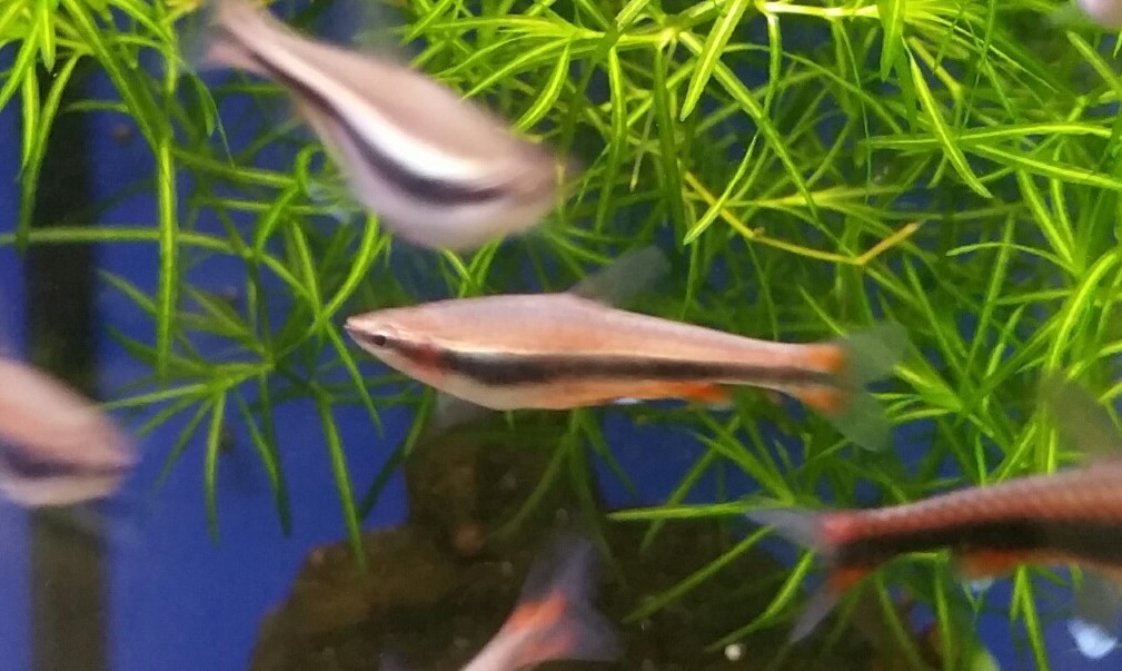 Beckfords Ziersalmler (Nannostomus beckfordi) Beckfords Ziersalmler (Nannostomus beckfordi)