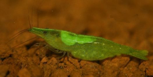 grüne Zwerggarnele grüne Zwerggarnele