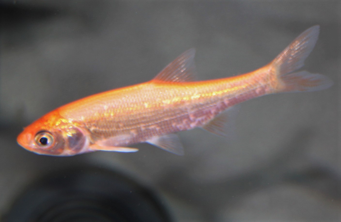 Goldorfe (Leuciscus idus 'Gold') Goldorfe (Leuciscus idus 'Gold')