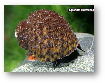 Bella Algenschnecke (Paludomus loricatus) Bella Algenschnecke (Paludomus loricatus)