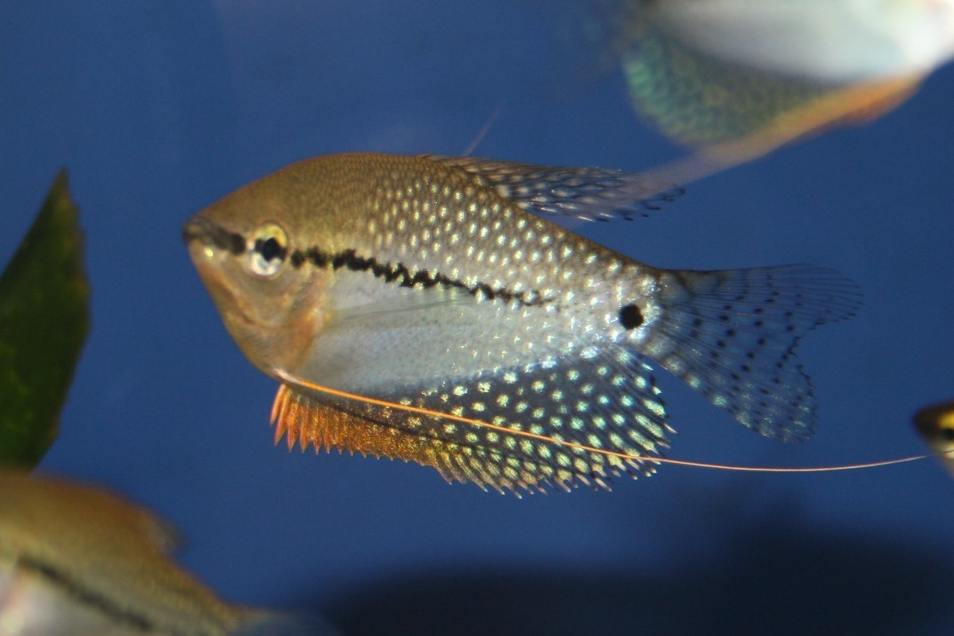 Mosaik-Fadenfisch (Trichopodus leerii) Mosaik-Fadenfisch (Trichopodus leerii)