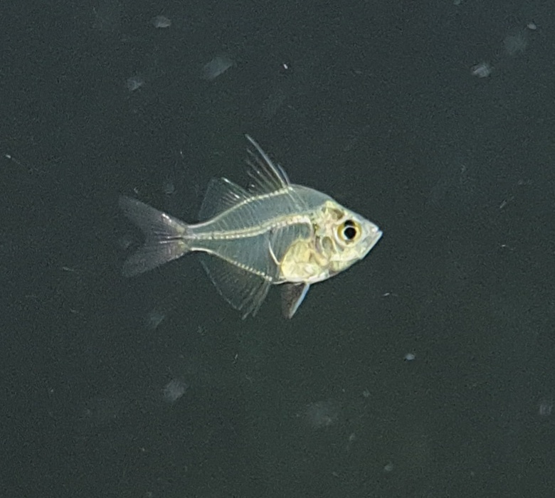 Indischer Glasbarsch(Parambassis ranga) Indischer Glasbarsch(Parambassis ranga)