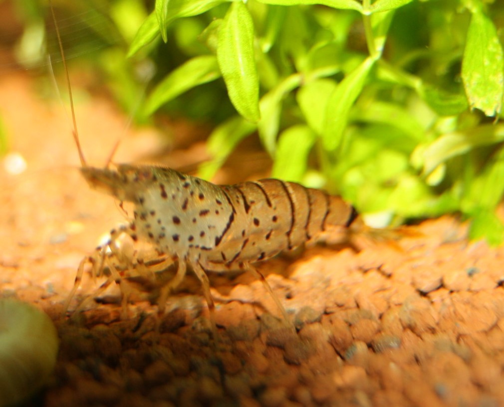 Tigergarnele Galaxy (Caridina mariae Galaxy Tiger) Tigergarnele Galaxy (Caridina mariae Galaxy Tiger)
