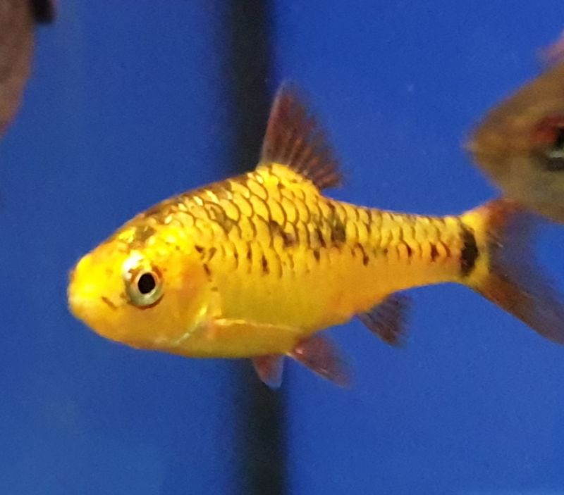 Barben und Schmerlen fürs Aquarium kaufen
